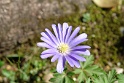 My garden in Italy