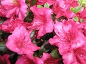 My garden in Italy (2)