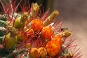 Majorelle Garden (Marrakech) (2)