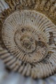 Ammonite different angle